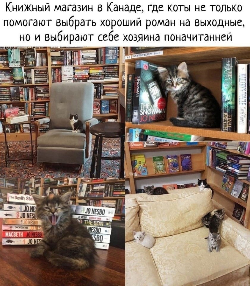 Цитаты из книги кот. Коты и книги. Книжный кот книга. Юмор про книги и кота. Коты и книги цитаты.